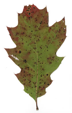 image of Quercus rubra +, Northern Red Oak, Red Oak