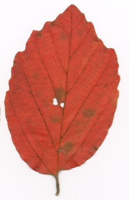 image of Fothergilla gardenii, Coastal Witch-alder, Pocosin Witch-alder, Dwarf Witch-alder, Fothergilla