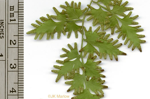 image of Lygodium japonicum, Japanese Climbing Fern