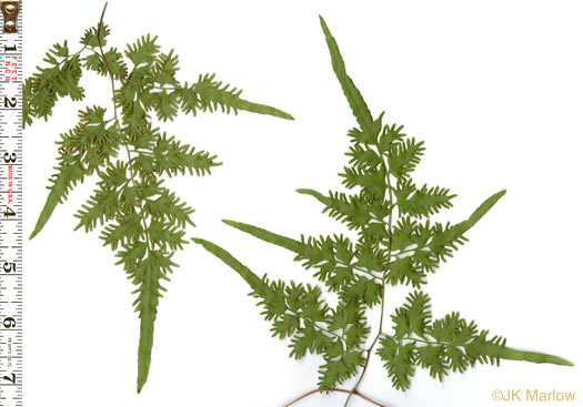 image of Lygodium japonicum, Japanese Climbing Fern