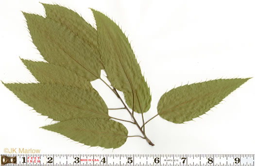 image of Quercus acutissima, Sawtooth Oak