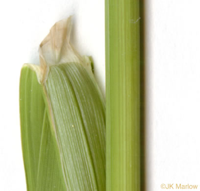 image of Dactylis glomerata, Orchard Grass