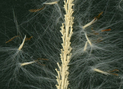 image of Imperata cylindrica, Cogongrass, Bloodroot Grass, Brazilian Satintail