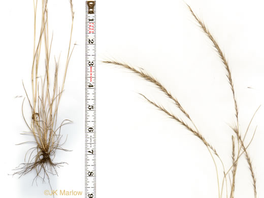 image of Festuca myuros, Rat-tail Fescue