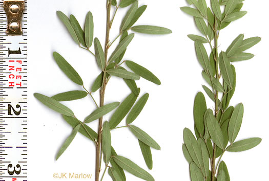 image of Lespedeza virginica, Virginia Lespedeza, Slender Lespedeza, Virginia Bush-clover, Slender Bush-clover