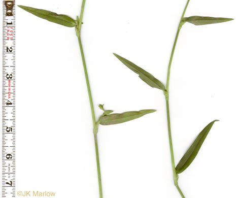 image of Murdannia keisak, Murdannia, Asian Spiderwort, Marsh Dewflower, Wart-removing Herb