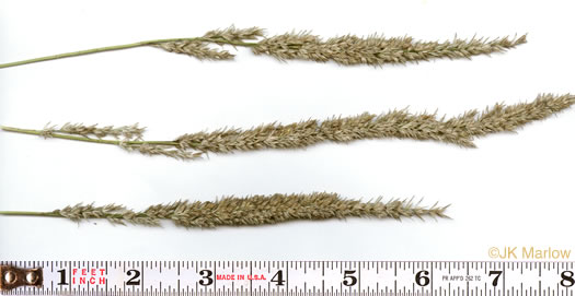 panicle