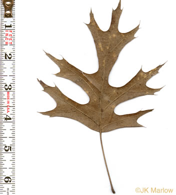 image of Quercus shumardii, Shumard Oak, Swamp Red Oak