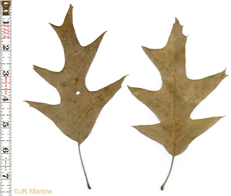 image of Quercus pagoda, Cherrybark Oak, Swamp Spanish Oak