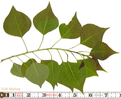 image of Triadica sebifera, Popcorn Tree, Chinese Tallow-tree