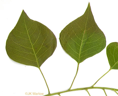 image of Triadica sebifera, Popcorn Tree, Chinese Tallow-tree