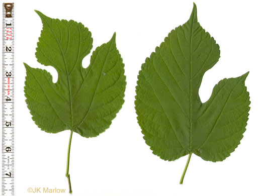 image of Morus rubra, Red Mulberry