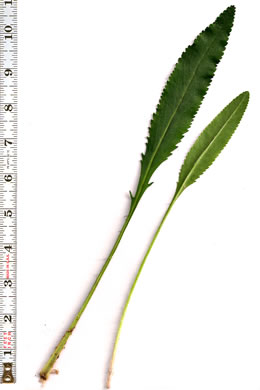 image of Packera anonyma, Small's Ragwort, Squaw-weed, Appalachian Ragwort