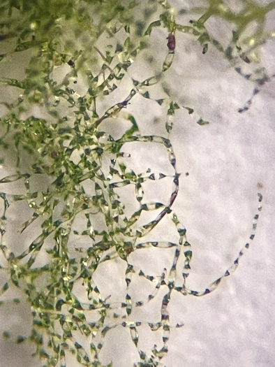 image of Crepidomanes intricatum, Grotto-felt, Appalachian Trichomanes, Weft Fern