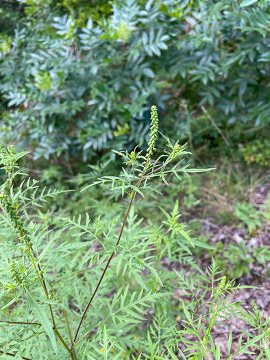 image of Ambrosia porcheri, Outcrop Ragweed, Flatrock Ragweed