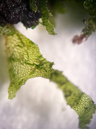 image of Vittaria appalachiana, Appalachian Shoestring Fern, "Appalachian gametophyte"