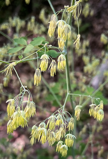 image of Thalictrum coriaceum, Appalachian Meadowrue, Maid-of-the-mist