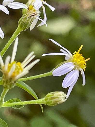 image of Eurybia macrophylla, Large-leaf Aster, Bigleaf Aster