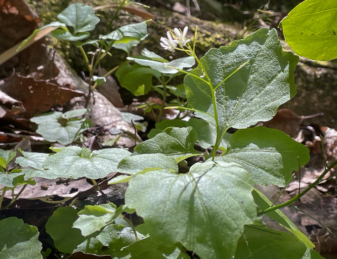 image of Cardamine flagellifera +, Blue Ridge Bittercress