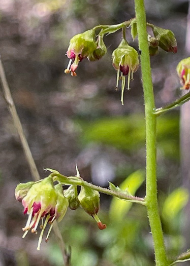 image of Heuchera hispida, Purple Alumroot, Hispid Alumroot