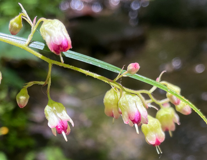 image of Heuchera pubescens, Marbled Alumroot, Downy Alumroot