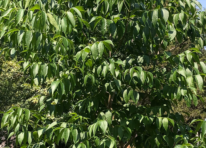 image of Fraxinus quadrangulata, Blue Ash