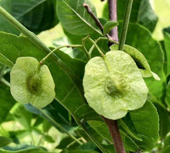 image of Ptelea trifoliata, Wafer-ash, Hoptree