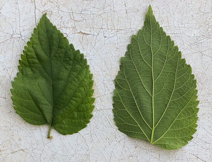 image of Celtis occidentalis, Northern Hackberry