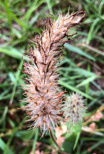 image of Trifolium incarnatum, Crimson Clover