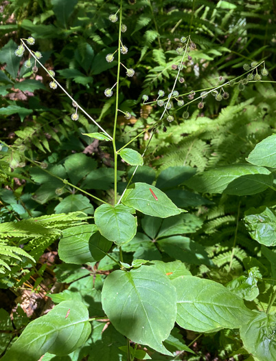 image of Circaea canadensis, Canada Enchanter's Nightshade