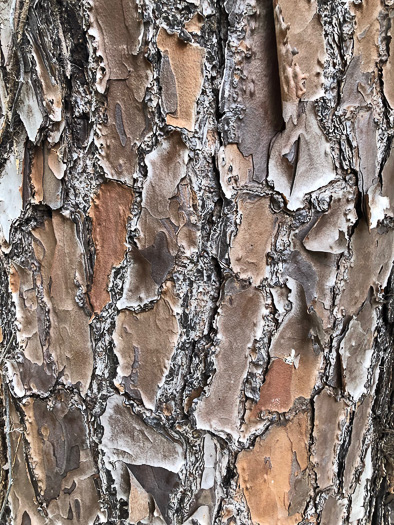 image of Pinus elliottii, Slash Pine