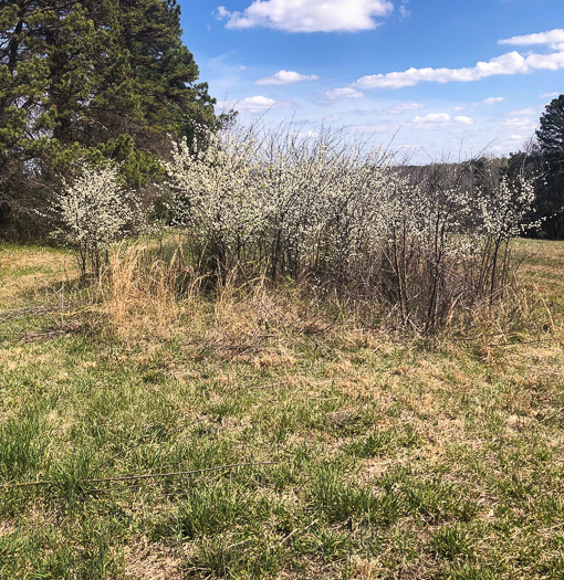 image of Prunus angustifolia, Chickasaw Plum, Sandhill Plum, Florida Sand Plum, Sand Plum