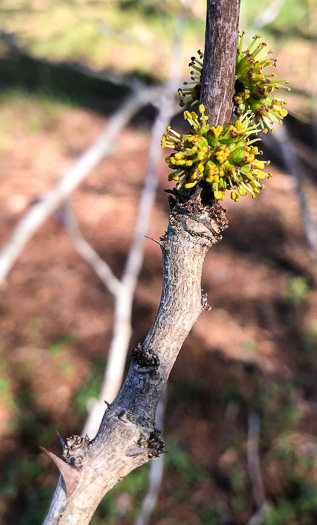 image of Zanthoxylum americanum, Northern Toothache Tree, Northern Prickly-ash