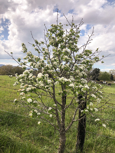 image of Crataegus mollis var. lanuginosa, Woolly Hawthorn, Webb City Hawthorn