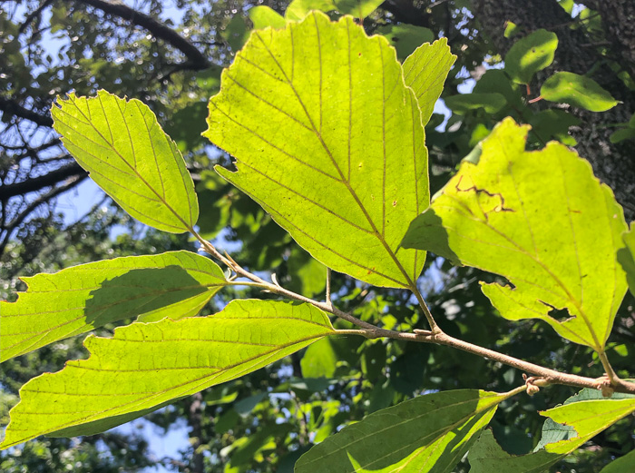 Hamamelis vernalis, Ozark Witch-hazel, Vernal Witch-hazel, Springtime Witch-hazel