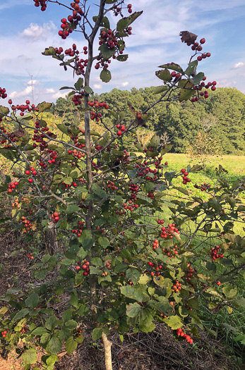 image of Crataegus submollis, Northern Downy Hawthorn, Quebec Hawthorn