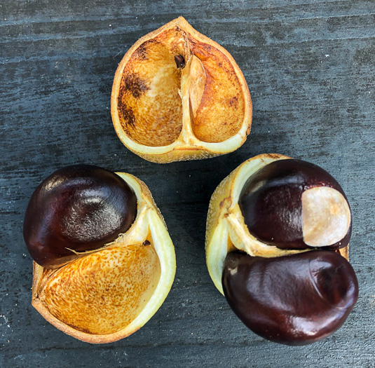 image of Aesculus flava, Yellow Buckeye