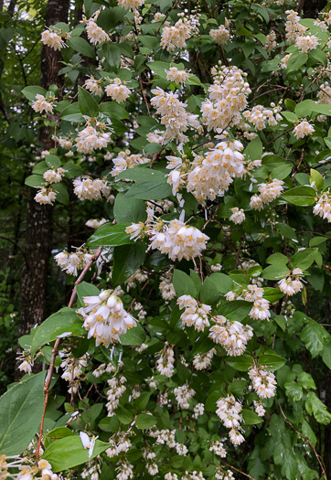 image of Deutzia crenata var. crenata, Deutzia, crenate Pride-of-Rochester