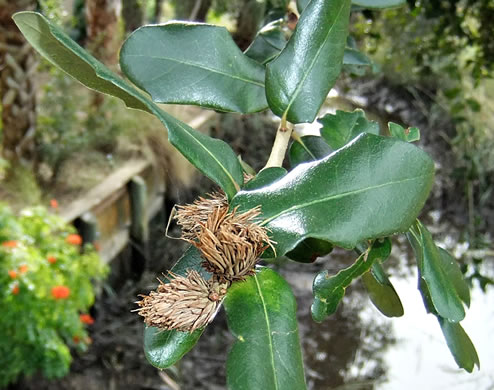 image of Quercus virginiana, Live Oak, Southern Live Oak