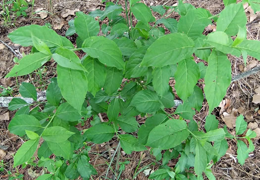 image of Euonymus atropurpureus, American Wahoo, Eastern Wahoo, Burning Bush