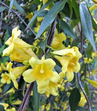 image of Gelsemium sempervirens, Carolina Jessamine, Yellow Jessamine