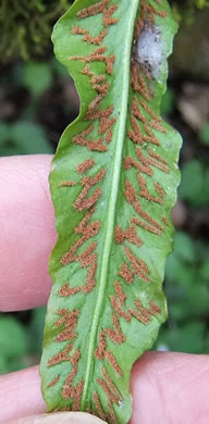 image of Asplenium rhizophyllum, Walking Fern