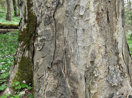 image of Aesculus flava, Yellow Buckeye