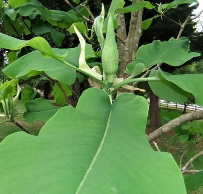 image of Magnolia ashei, Ashe's Magnolia