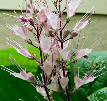 image of Collinsonia verticillata, Whorled Horsebalm