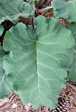 image of Arctium minus, Lesser Burdock, Common Burdock