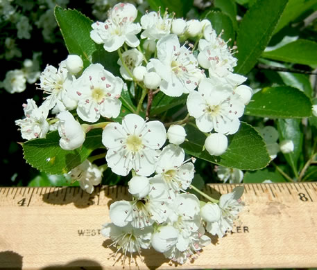 image of Crataegus crus-galli var. crus-galli, Cockspur Hawthorn