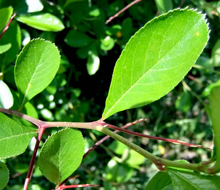 image of Crataegus crus-galli var. crus-galli, Cockspur Hawthorn