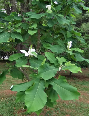 image of Magnolia ashei, Ashe's Magnolia