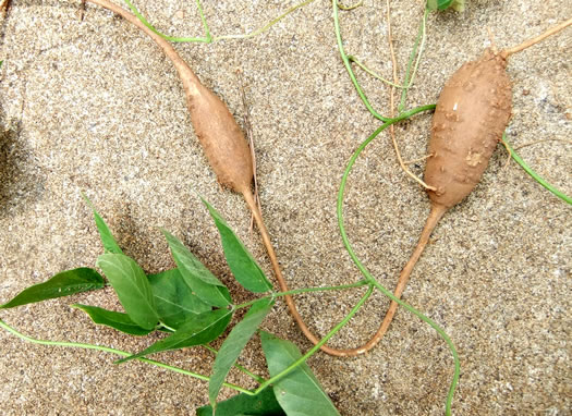 image of Apios americana, American Groundnut, Common Groundnut